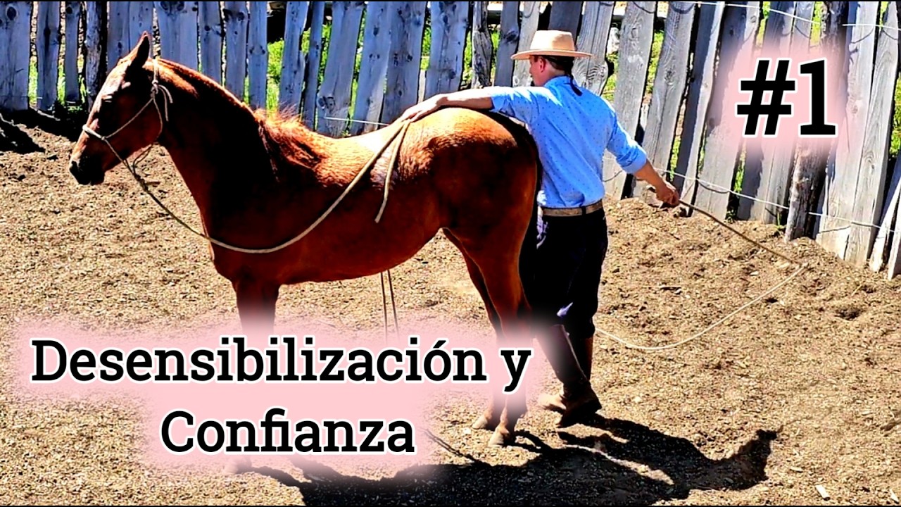 Amanse Cuarto de Milla para Carreras: Paso a Paso #01 - Desensibilización y Confianza