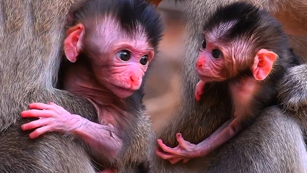 Very Lovely Young Mommy Monkey Hugs Newborn Baby Carefully