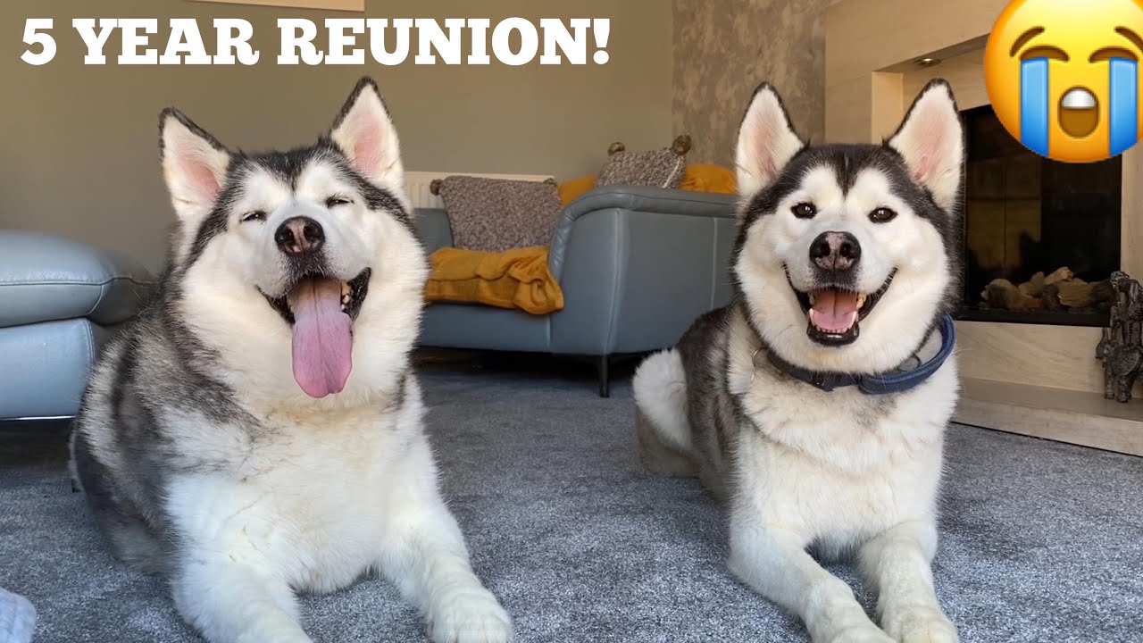 Husky Reunited With Her Puppy For The First Time In 5 Years! [CUTEST VIDEO EVER!]