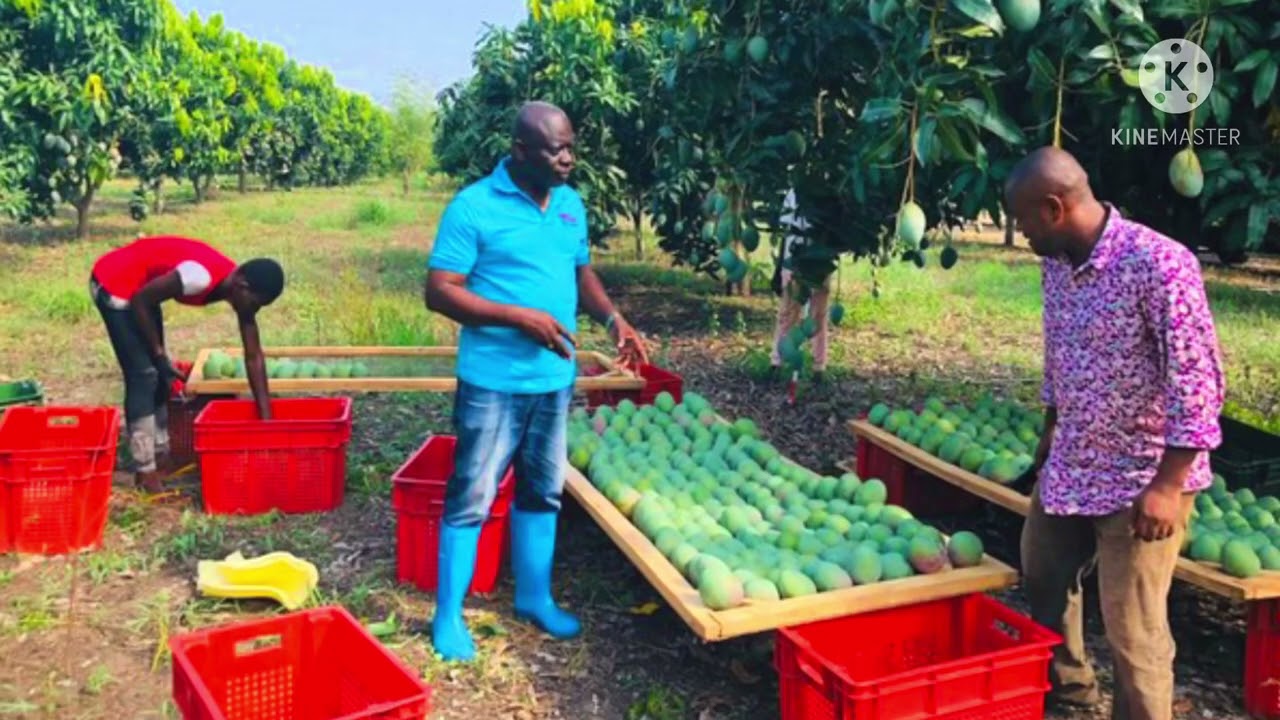 Mango Millionaires| Modern Mango plantation| Mango makes more money than cocoa