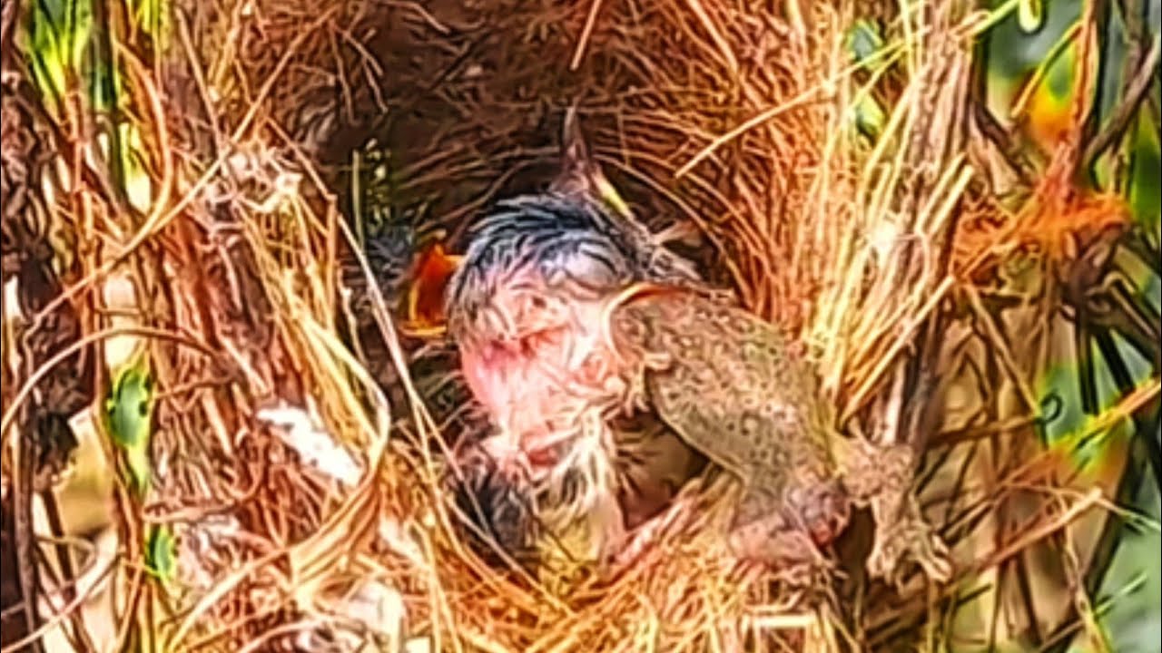 SEKARAT DAN KOMA, BAYI BURUNG HAMPIR MATI