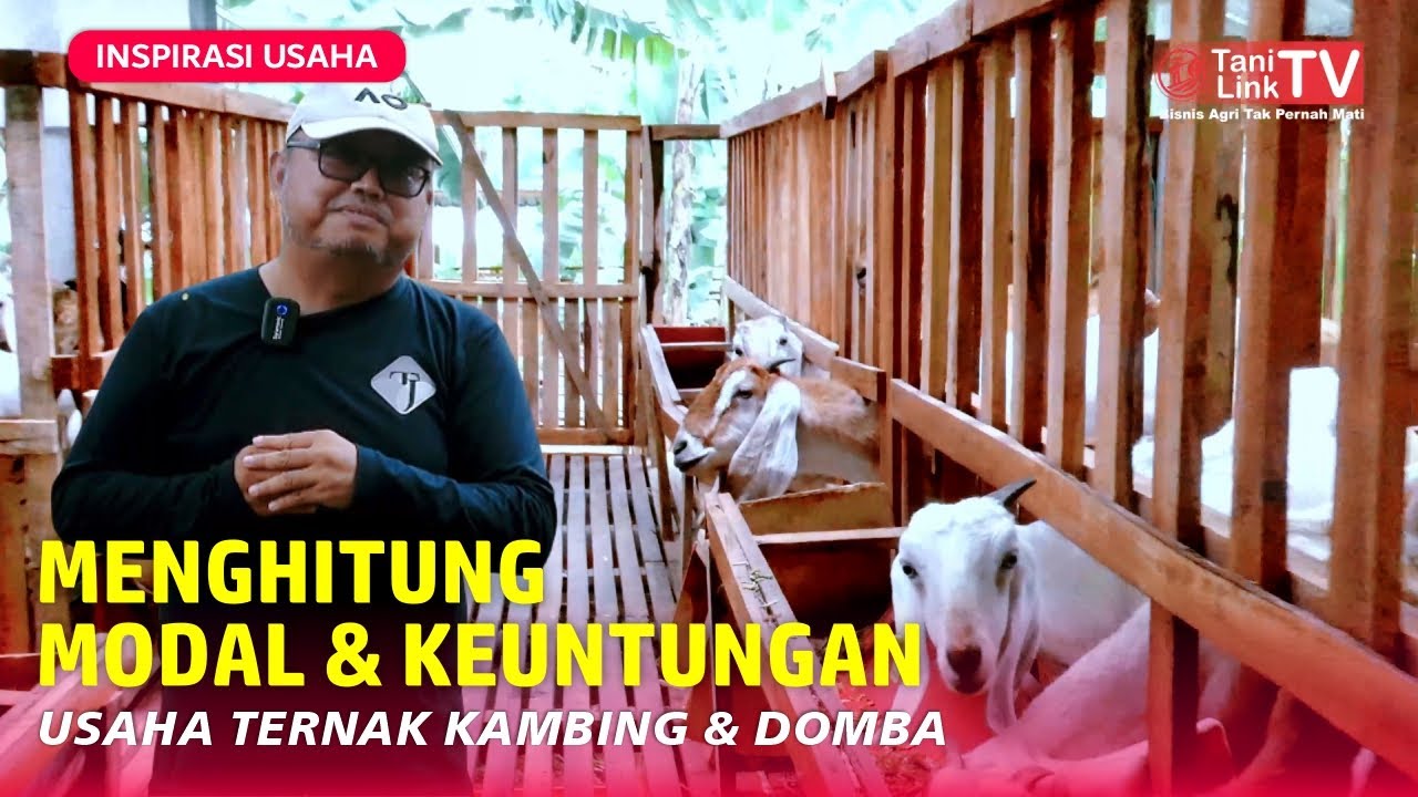 Prospek Bisnis Ternak Kambing & Domba di Pedesaan. Cara Hasilkan Pendapatan 10 Juta/Bulan