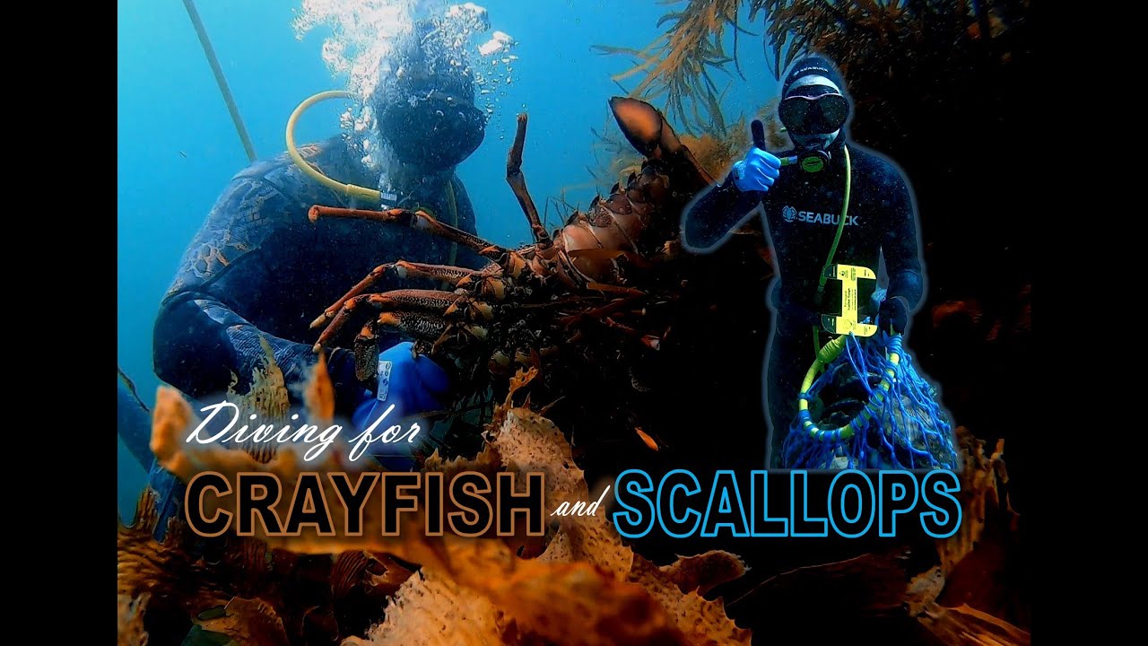 Diving for CRAYFISH and SCALLOPS