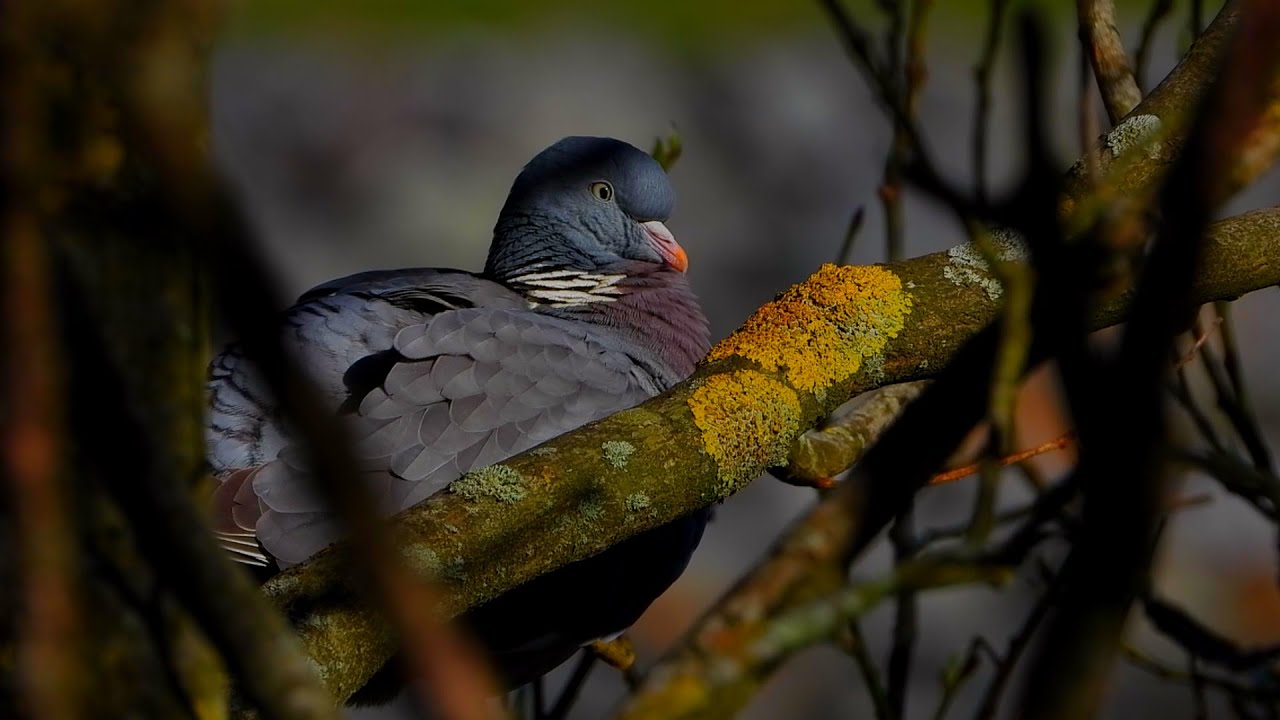 Common wood pigeon call,Ringdue,Pigeon ramier,Houtduif,Paloma torcaz,Tahtalı,Ringeltaube,beautiful