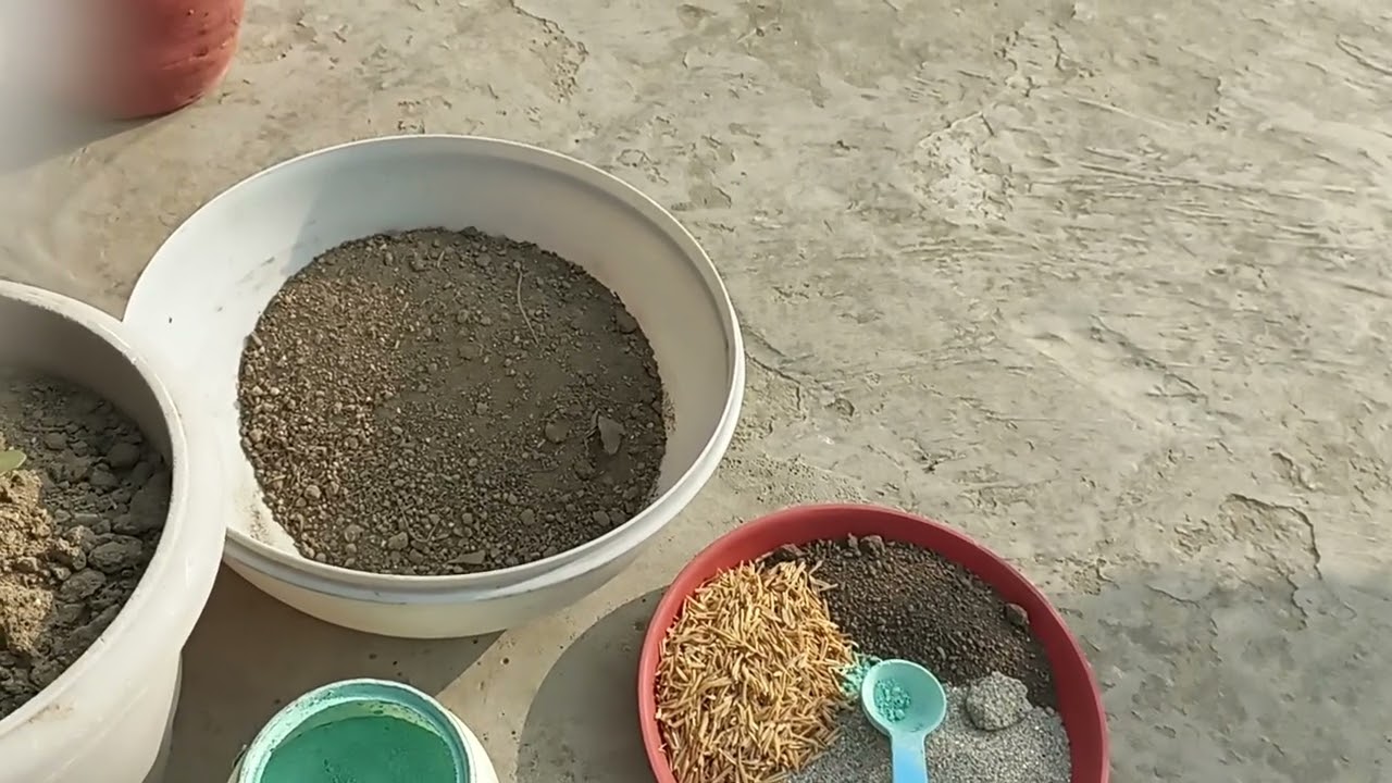 क्लांन्चो पर बम्पर फ्लावरिंग के लिए क्या करें 😳जरूरी केयर टिप्स🌹।क्या खाद डालें👆।सम्पूर्ण जानकारी🙏