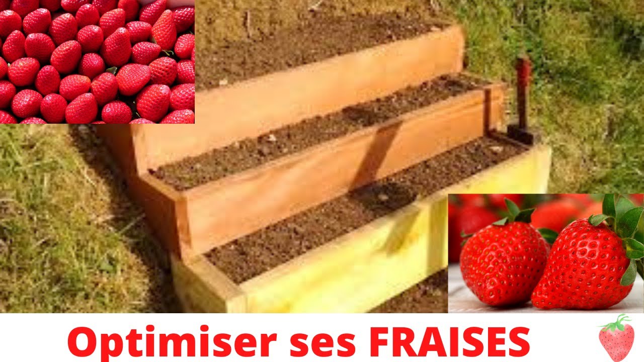 Comment optimiser ses FRAISES?