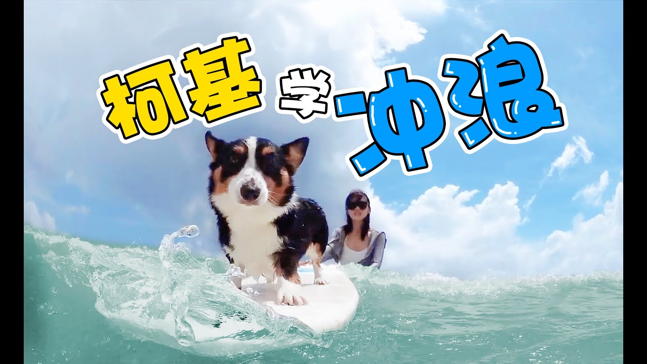 柯基第一次学冲浪，差点被海水卷走，狗：要谋杀我吗？〡 小短腿Duby