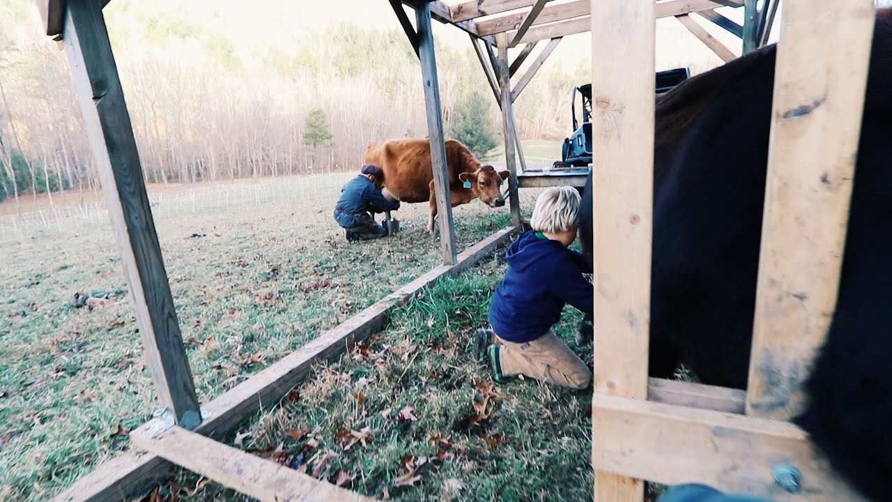Milking 2 Cows at Once (by hand) | Building a Homestead