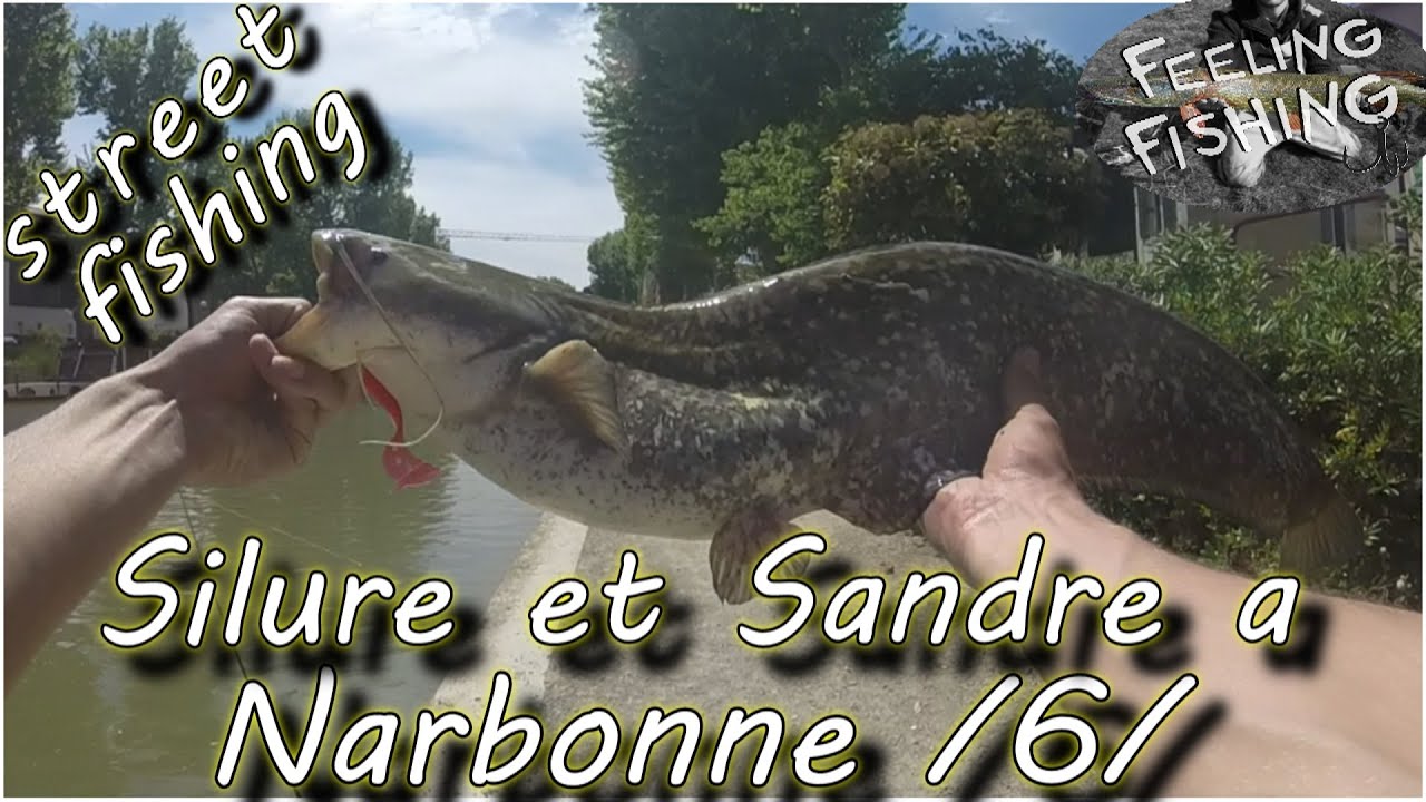 Peche du silure et du sandre en street fishing a Narbonne partie 6 - Gopro HD