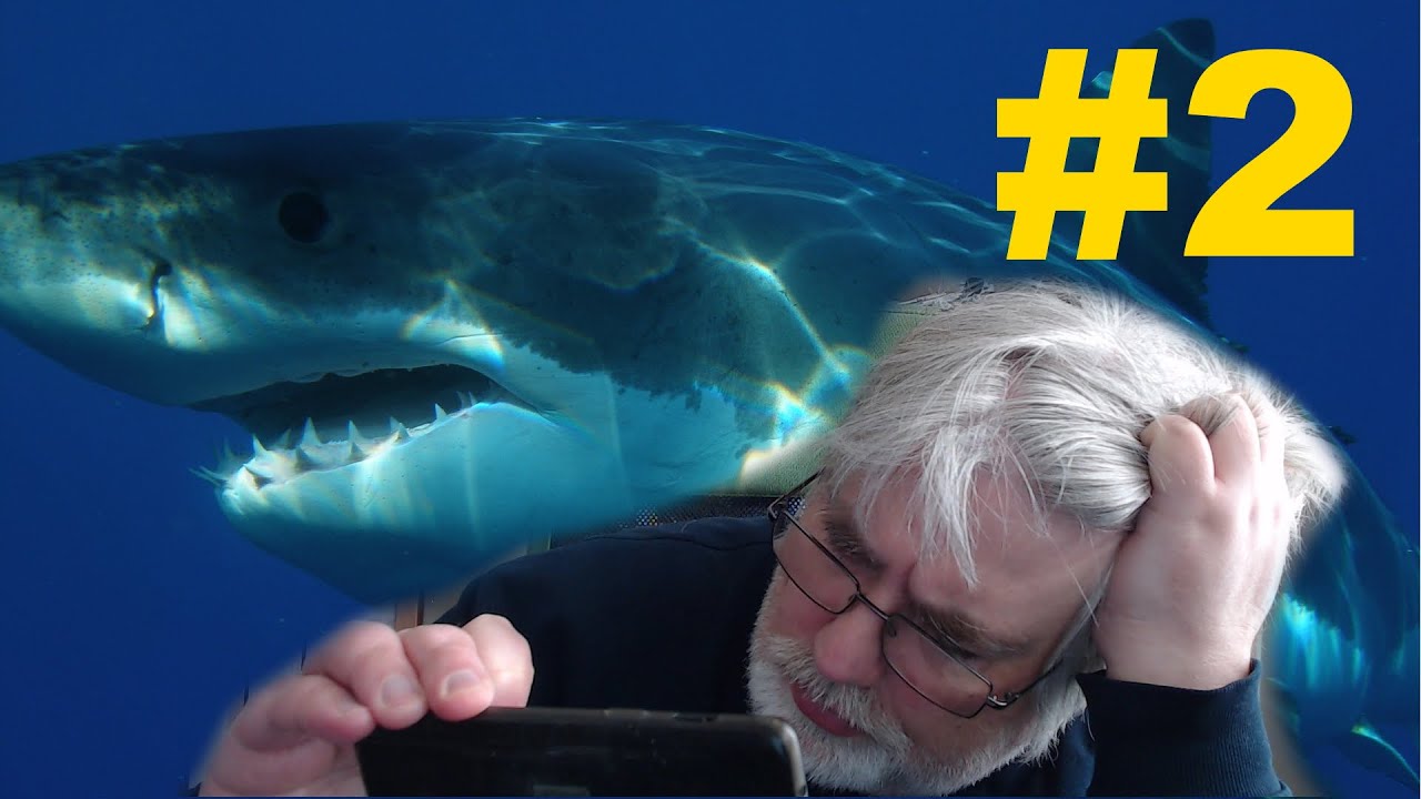 Petting a shark - Arty Games writing challenge 2