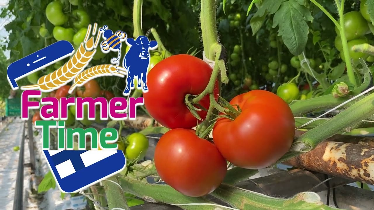 Farmer Time Finland: Bifftomatodling i Närpes