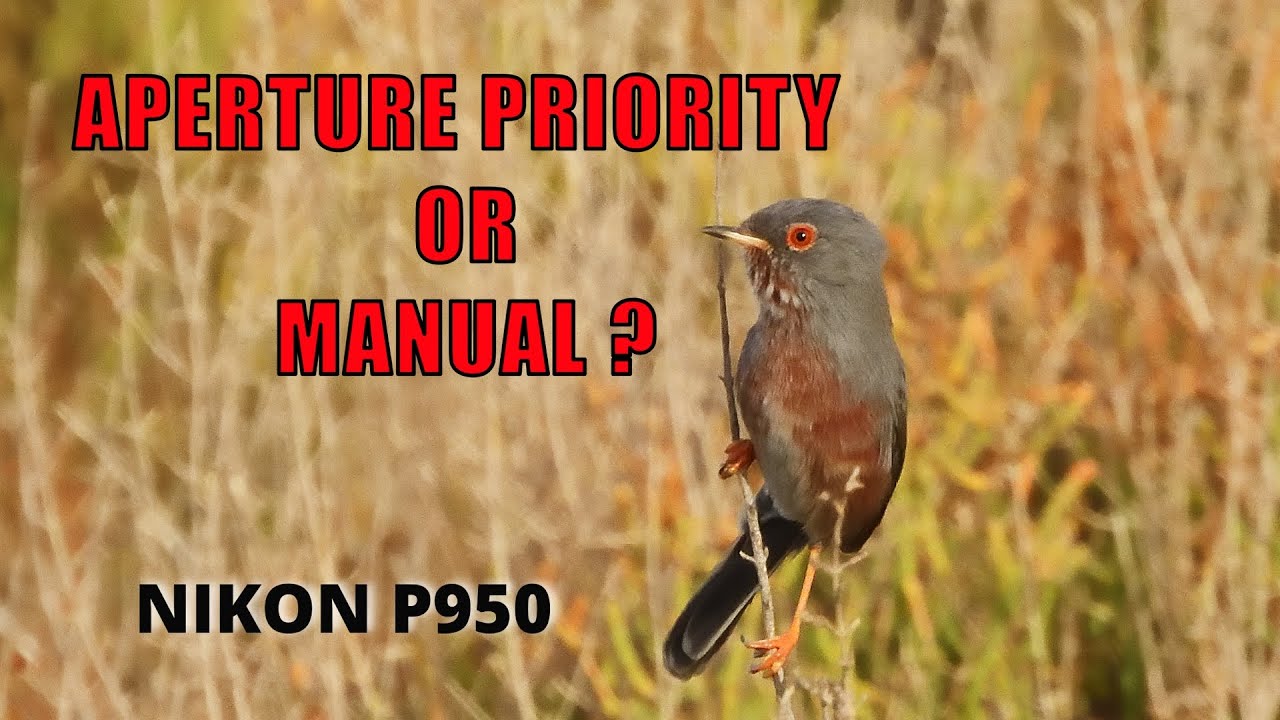 NIKON P950 ...APERTURE PRIORITY OR MANUAL MODE  for Birding in MURCIA SPAIN