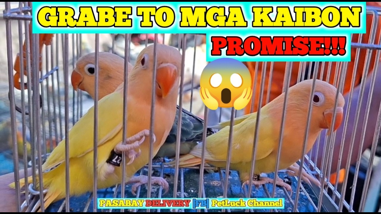 LOVEBIRDS SUPER SALE SA HULONG DUHAT MALABON PET MARKET