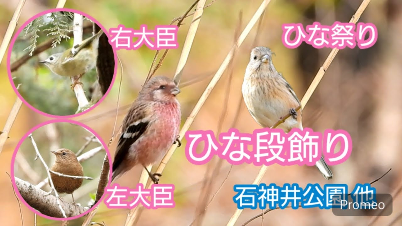 ひな段飾り　三人官女・五人囃子は誰？　石神井公園ほか　ベニマシコ　ミソサザイ　キクイタダキ　2月中旬〜下旬　
