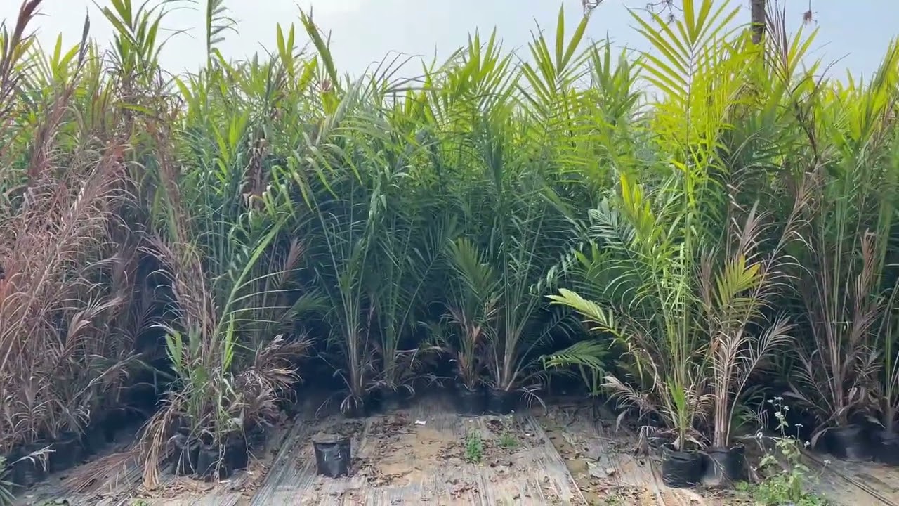 Industrial 🏭 Growth Centre Niglok Palm Oil Nursery..