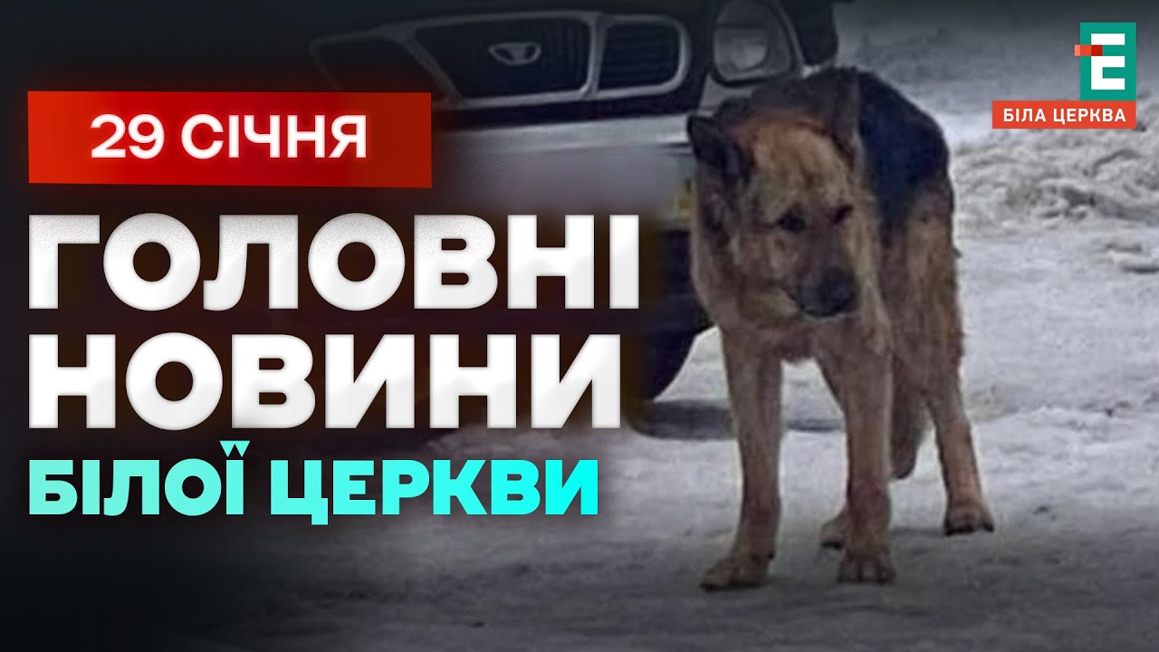 Собака атакував дітей у дворі | НОВИНИ 29.01