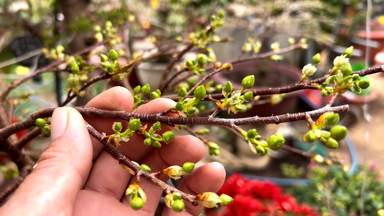 Nụ sáng 23 tết như thế này mới nở đúng tết