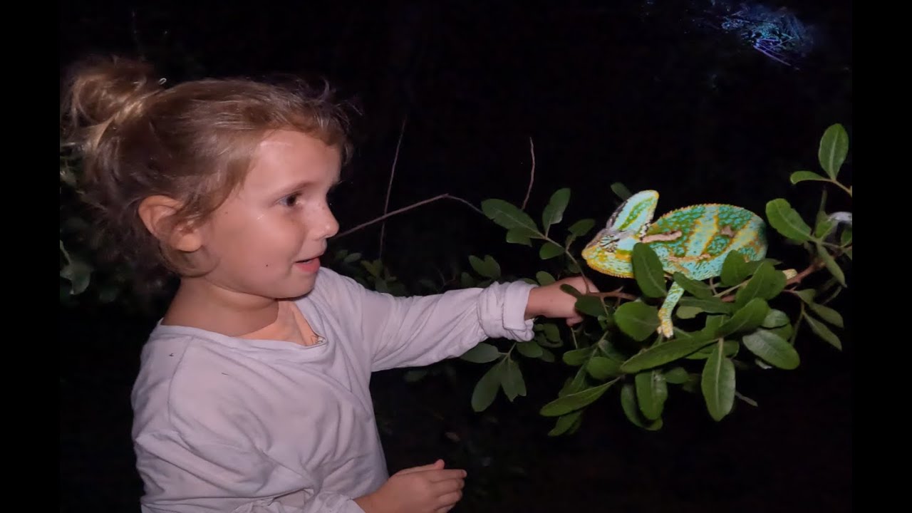WE CAUGHT 25 WILD CHAMELEONS in South Florida!