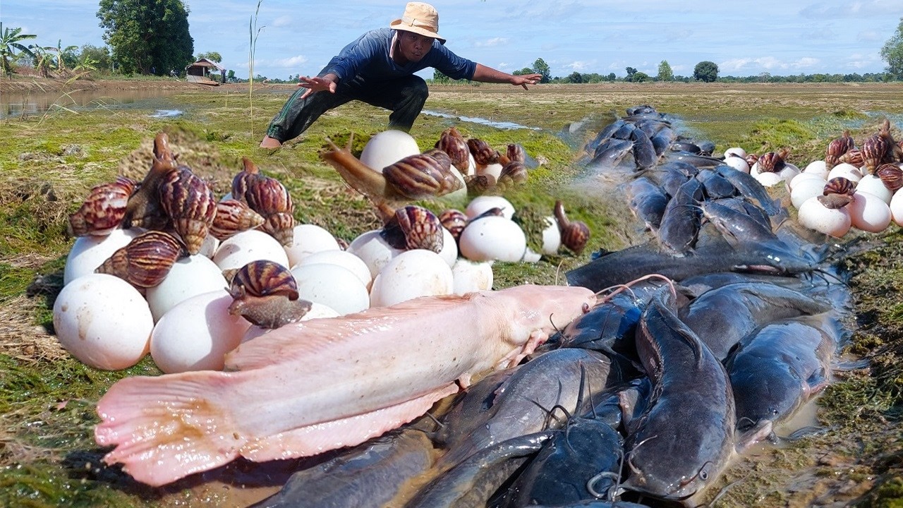 OMG - Amazing fisherman pick eggs and catch a lot of fish in a pool in water at rice field by hand