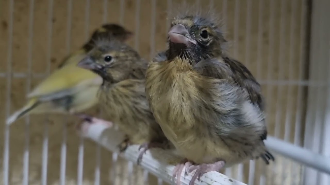cría de canarios timbrados para Principiantes: Saltan del nido en la última puesta 🐥🐤👍