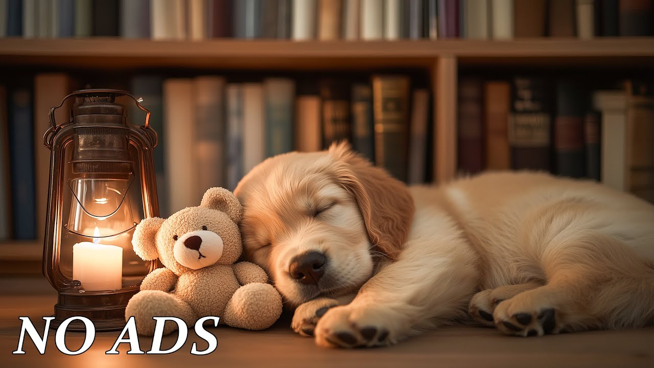 12 Hours of Dog Calming Music🐶💖Separation Anxiety Relief💖| Dog Sleep Music • Deep Calm🦮No Ads
