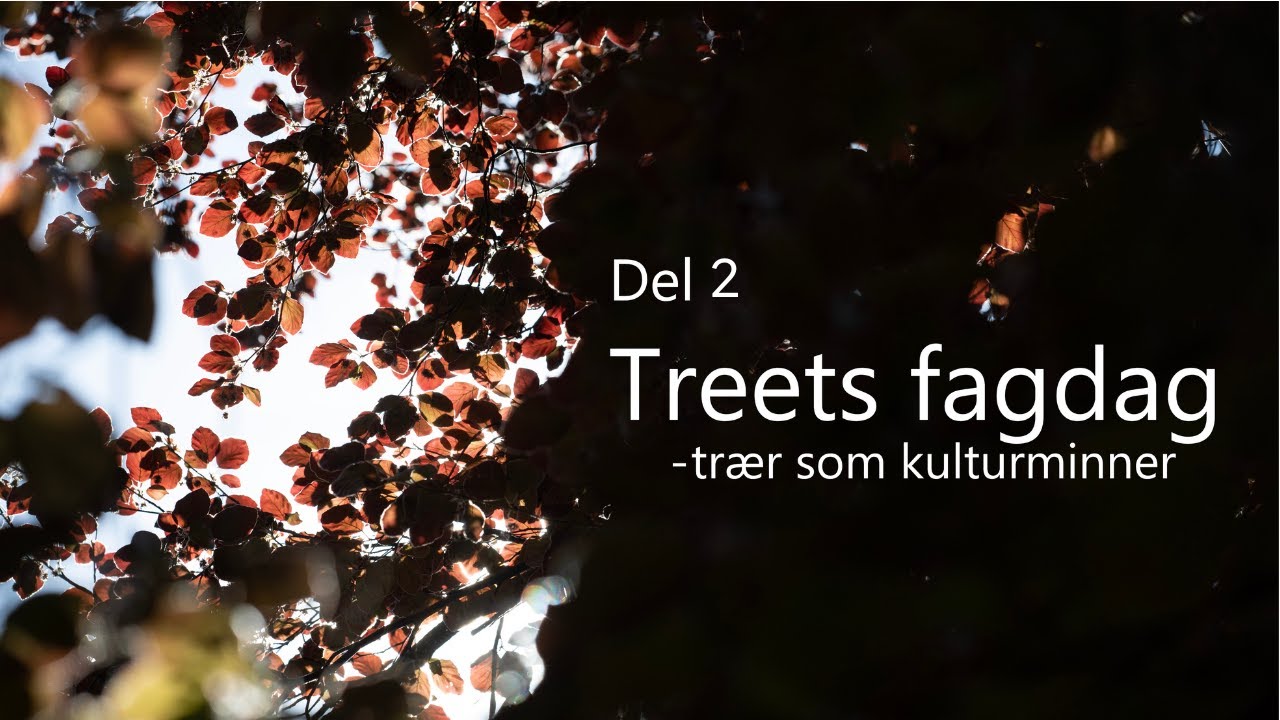 Treets fagdag 2024- trær som kulturminner. Del 2