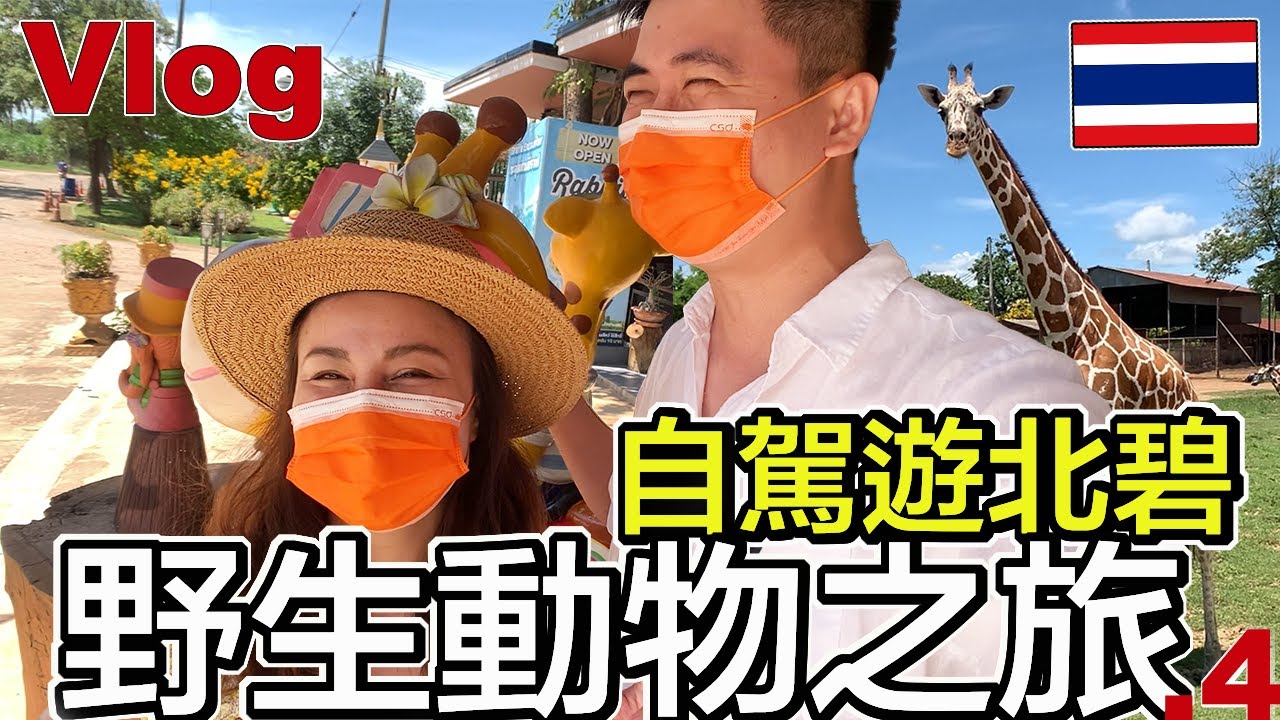 動物園餵長頸鹿、桂河大橋、超巨大千年古樹 | 北碧 超Chill 網美咖啡廳、雞在路上跑的餐廳 | Sarfari Park, MEENA Cafe | 小夥伴旅遊去 泰國ep.5