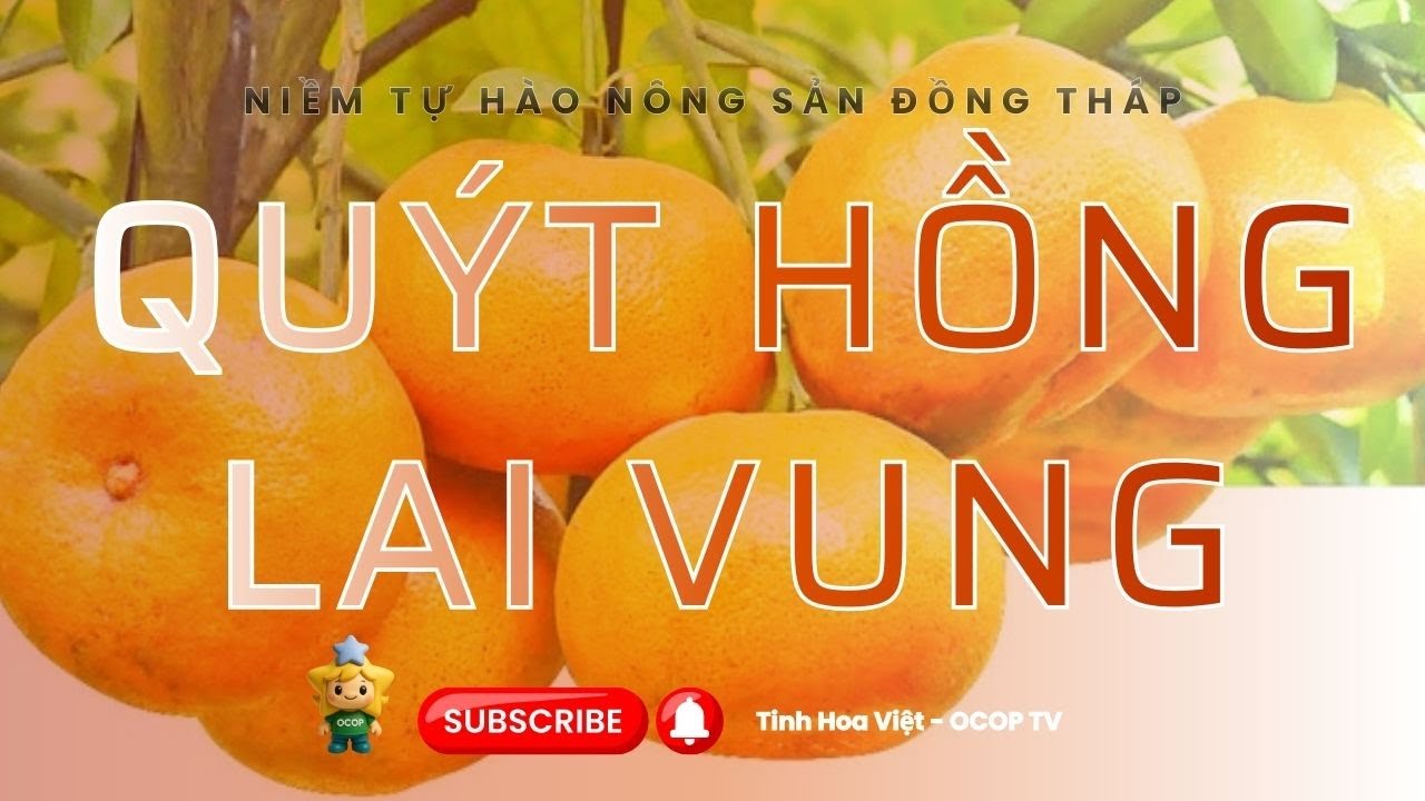 Quýt Hồng Lai Vung Có Gì Đặc Biệt? 🍊 Niềm Tự Hào Nông Sản Đồng Tháp #tinhhoaviet #ocop