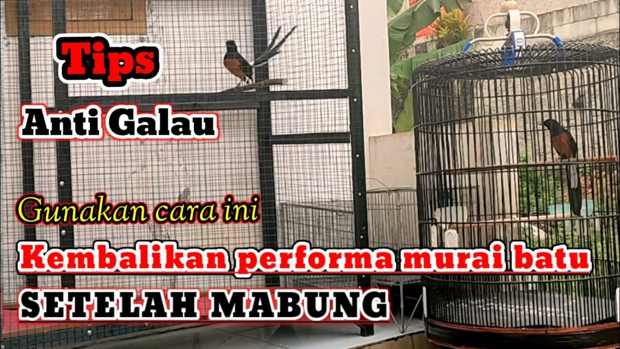 cara merawat murai batu setelah mabung agar cepat gacor || murai pasca mabung pasti moncer kembali