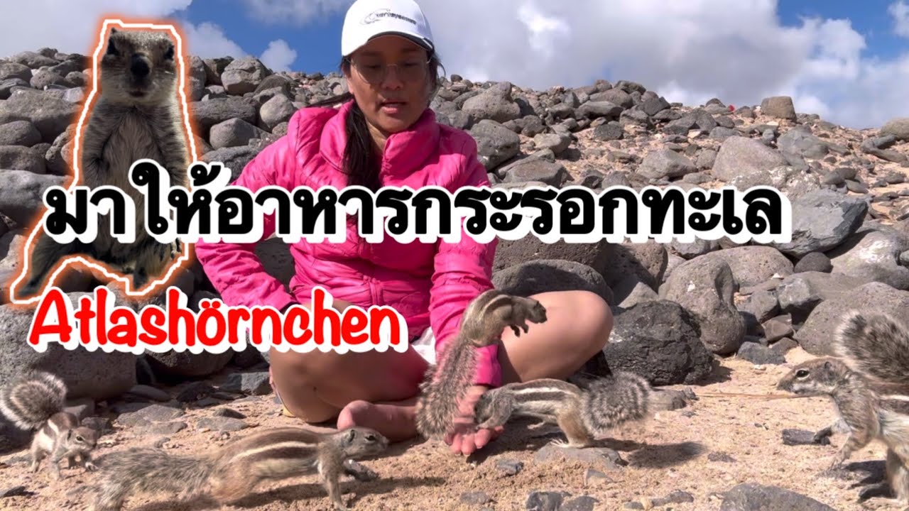 พามาดูกระรอกภูเขาจ้าหลายคัก #กระรอก #animals 