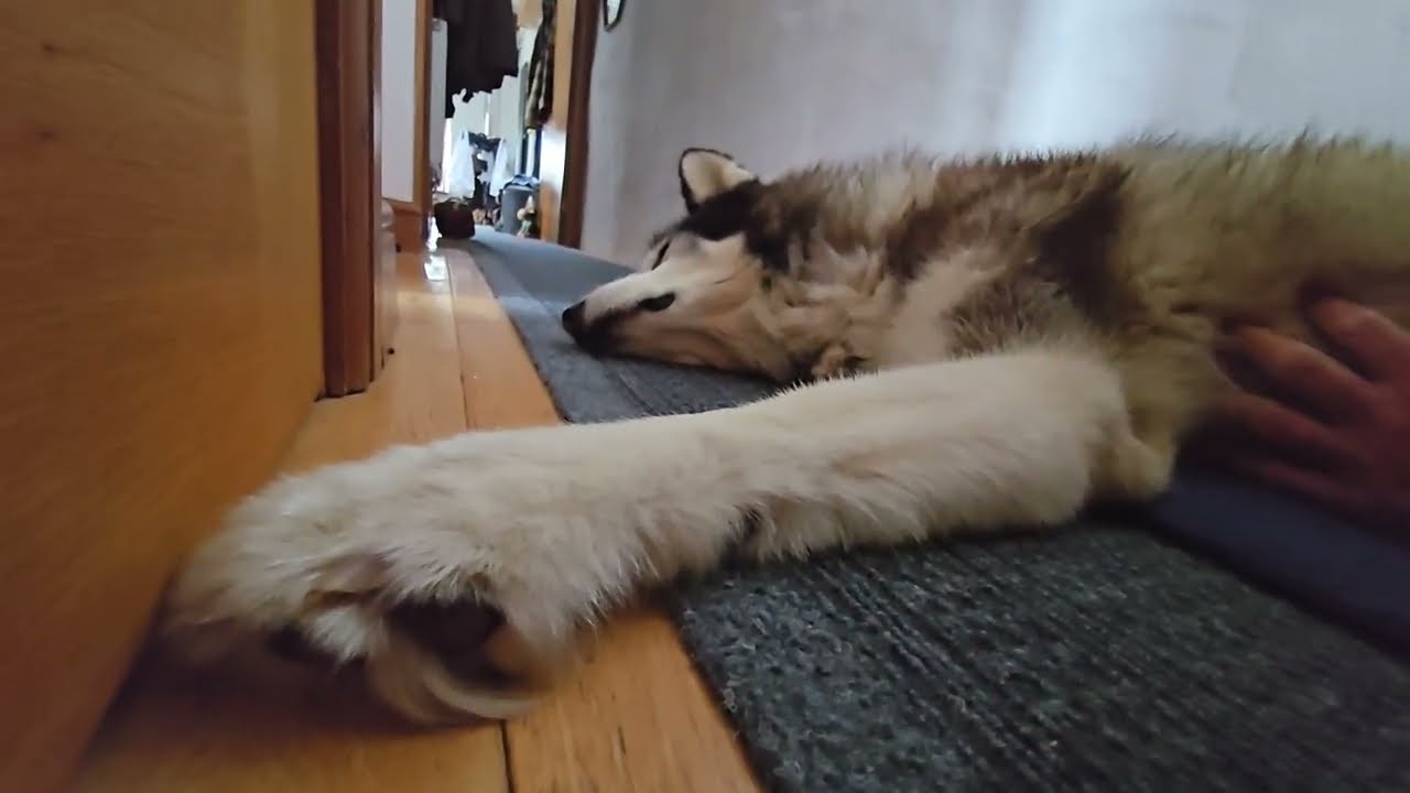 Husky Gets Woken Up To See His Mate