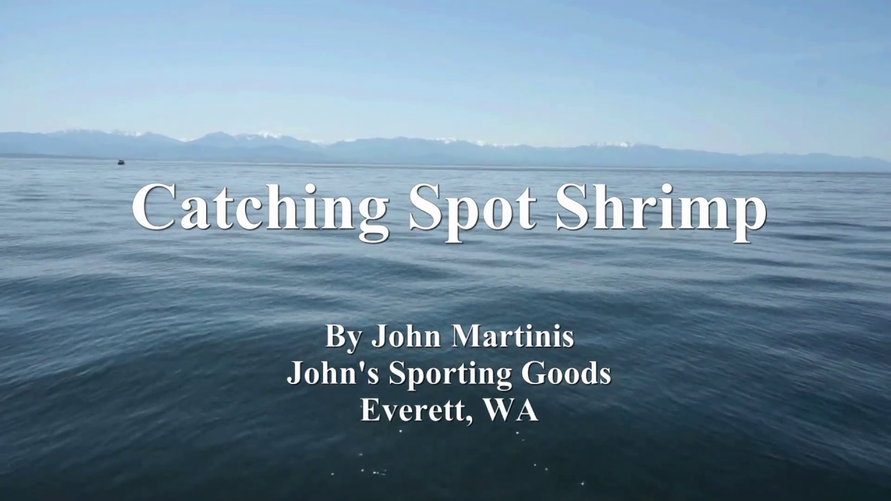 Catching Spot Shrimp