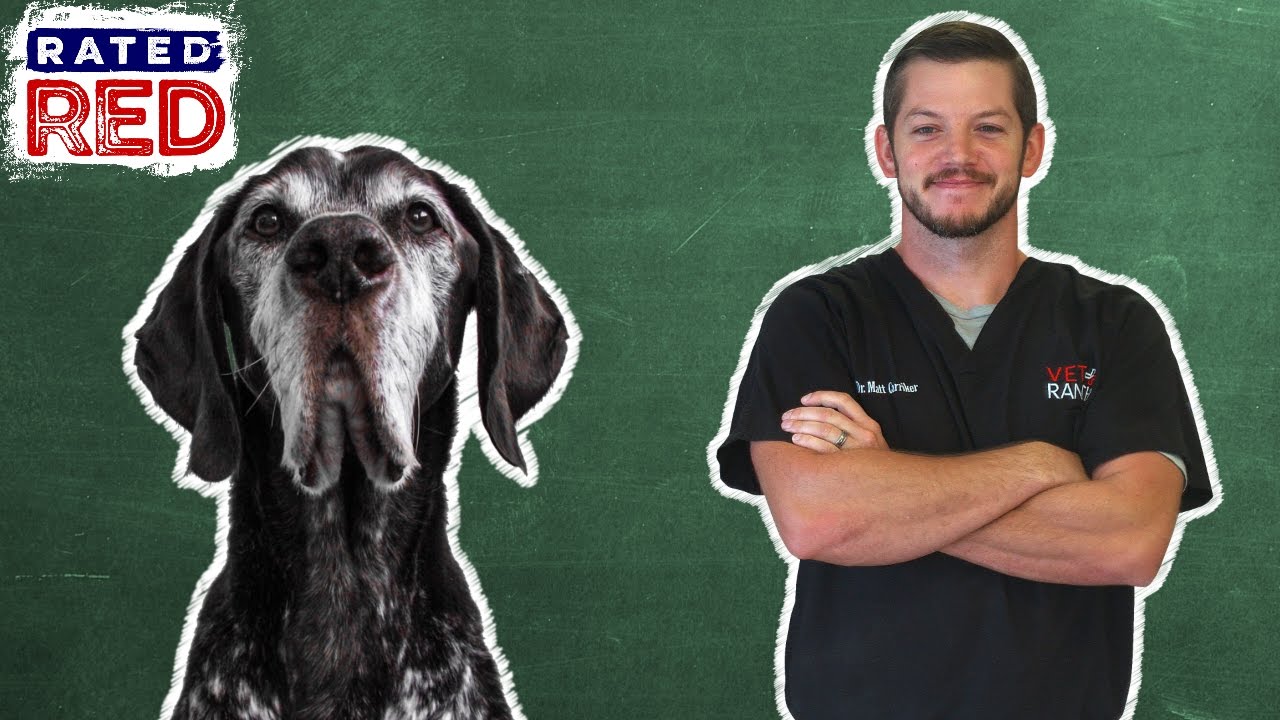 Pet 101: Senior Dog and Cat Health Tips