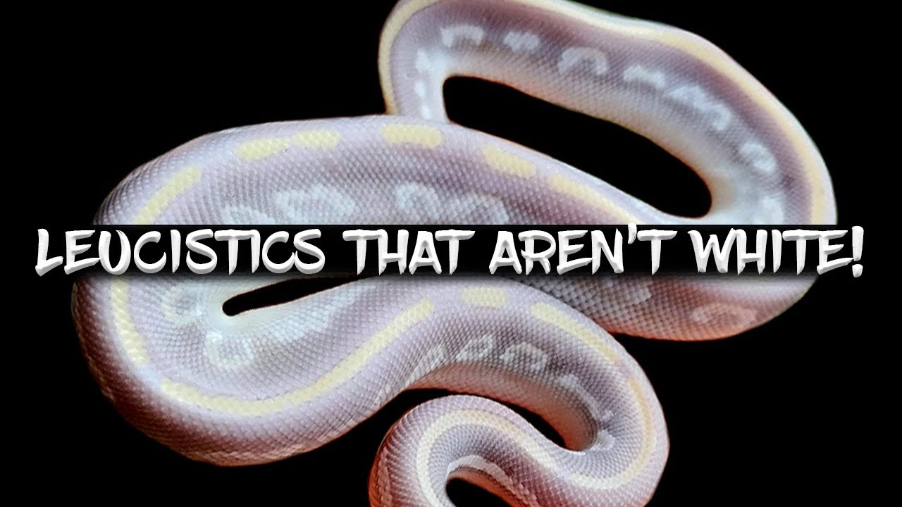 Blue Eyed Leucistic Ball Pythons that Aren't White!