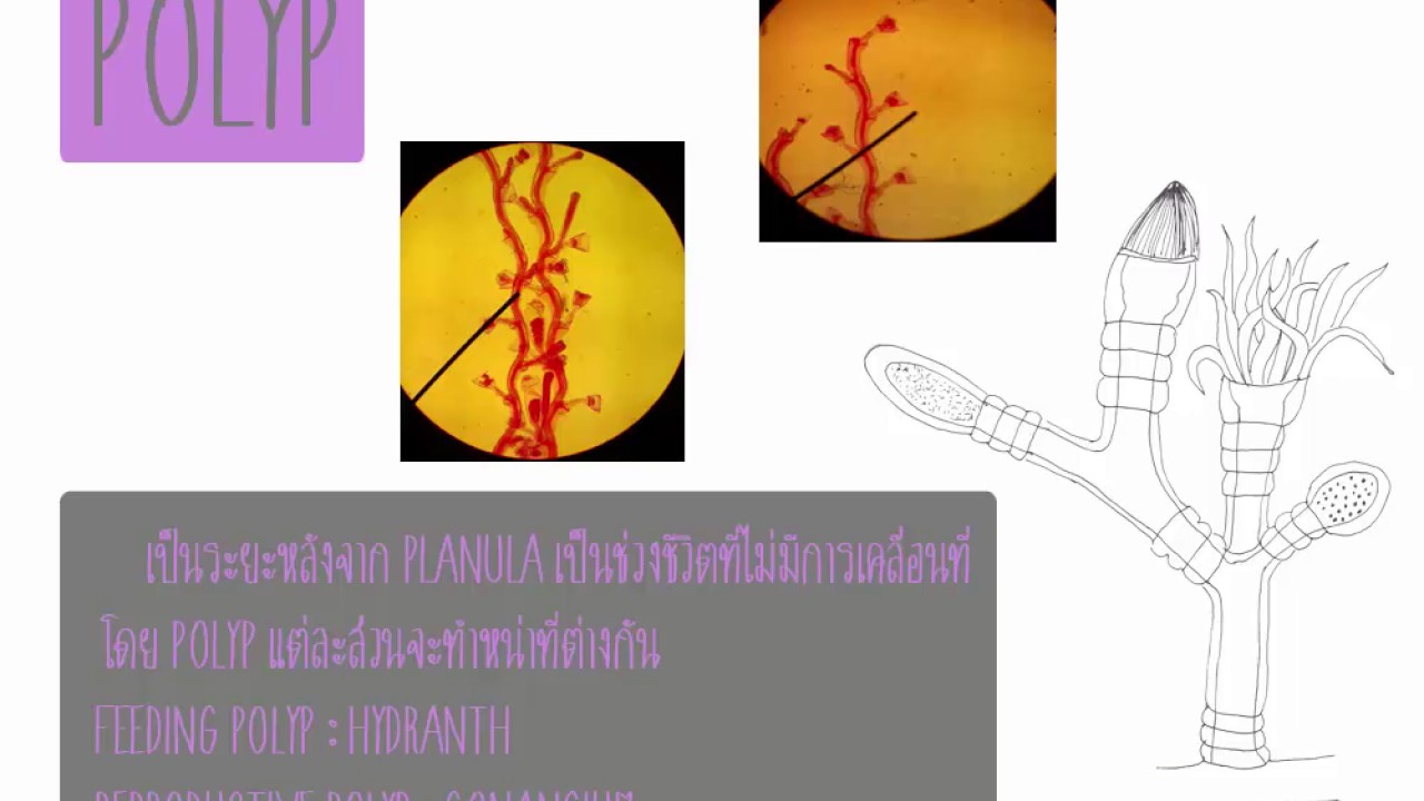 obelia life cycle