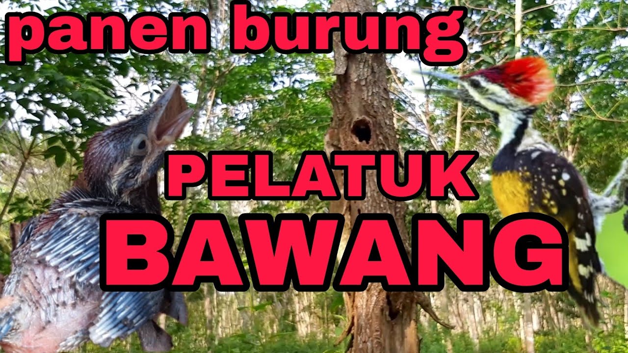 Sarang burung PELATUK BAWANG.. #burungpelatuk #hobby #peliharaan