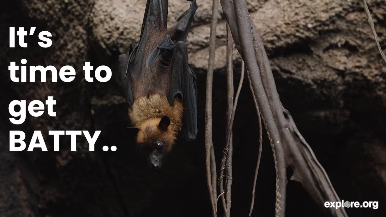 CAMP FLYING FOXES- the LARGEST BATS in the world!  Lubee Conservancy.