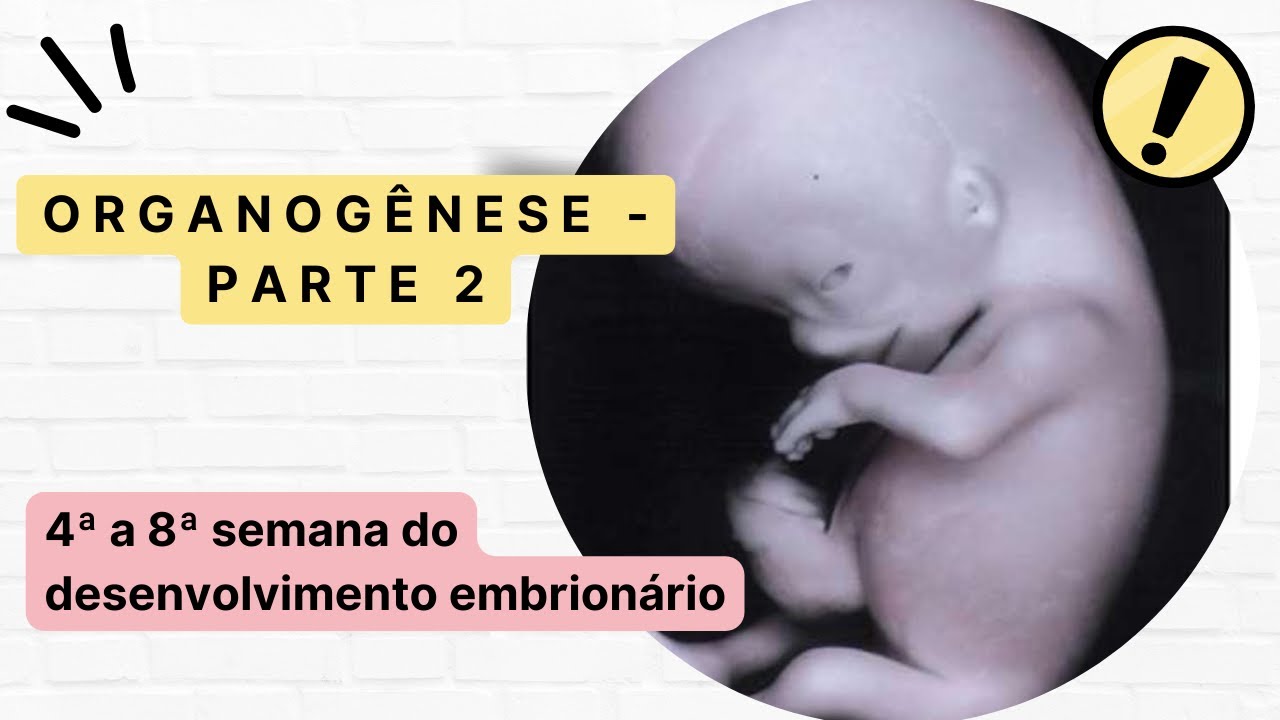 Organogênese (parte 2) - 4ª a 8ª semana do desenvolvimento embrionário