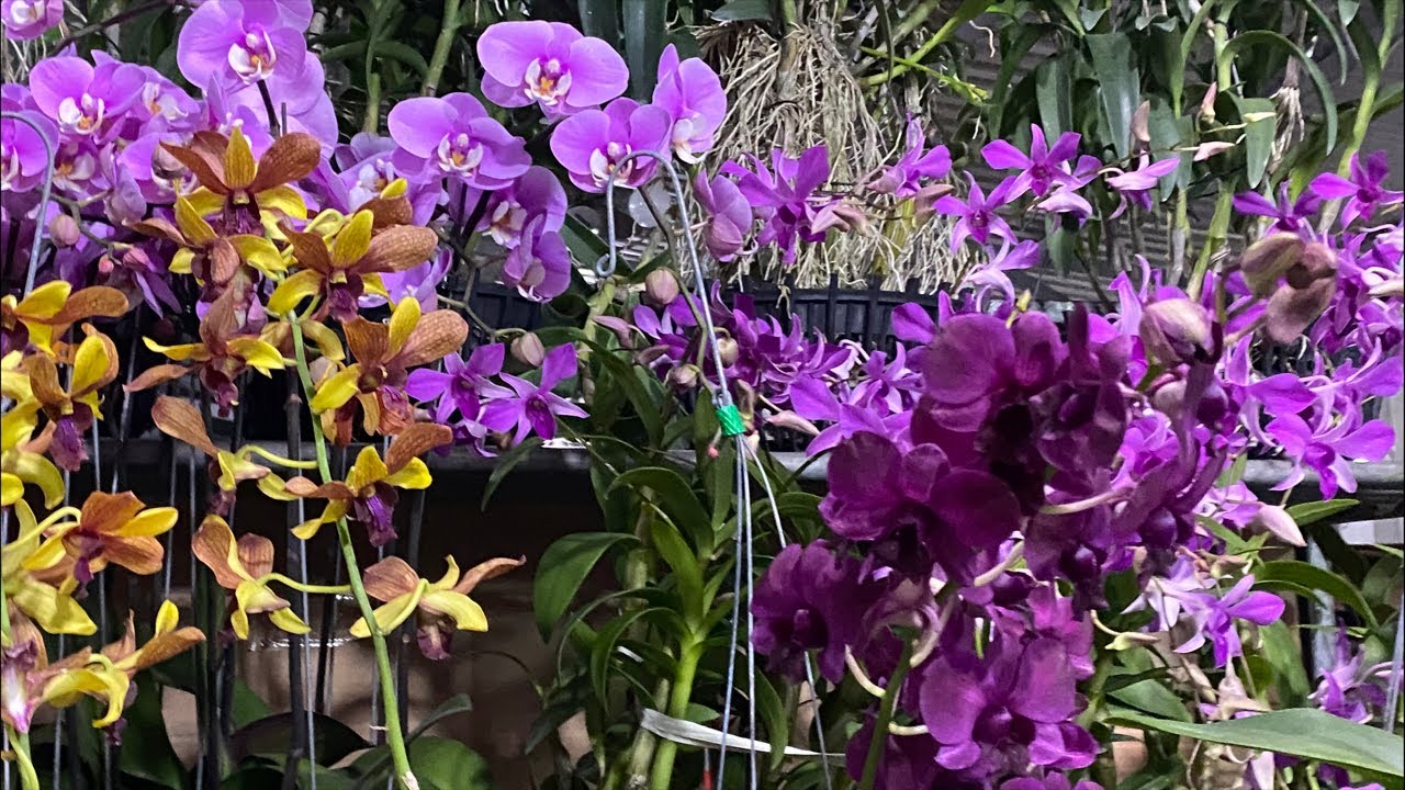 Vườn Lan Vĩnh Kim - Tiền Giang 2🌸 đang phát trực tiếp! Hoa lan sưu tầm ☎️ 0903177978