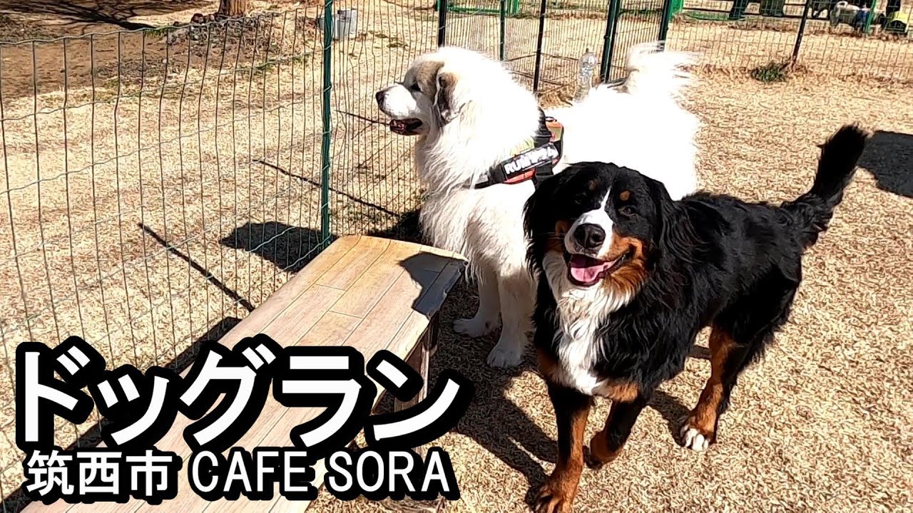 【ラム＆ピコ】三連休最終日はドッグランカフェへ【筑西市・CAFE SORA】