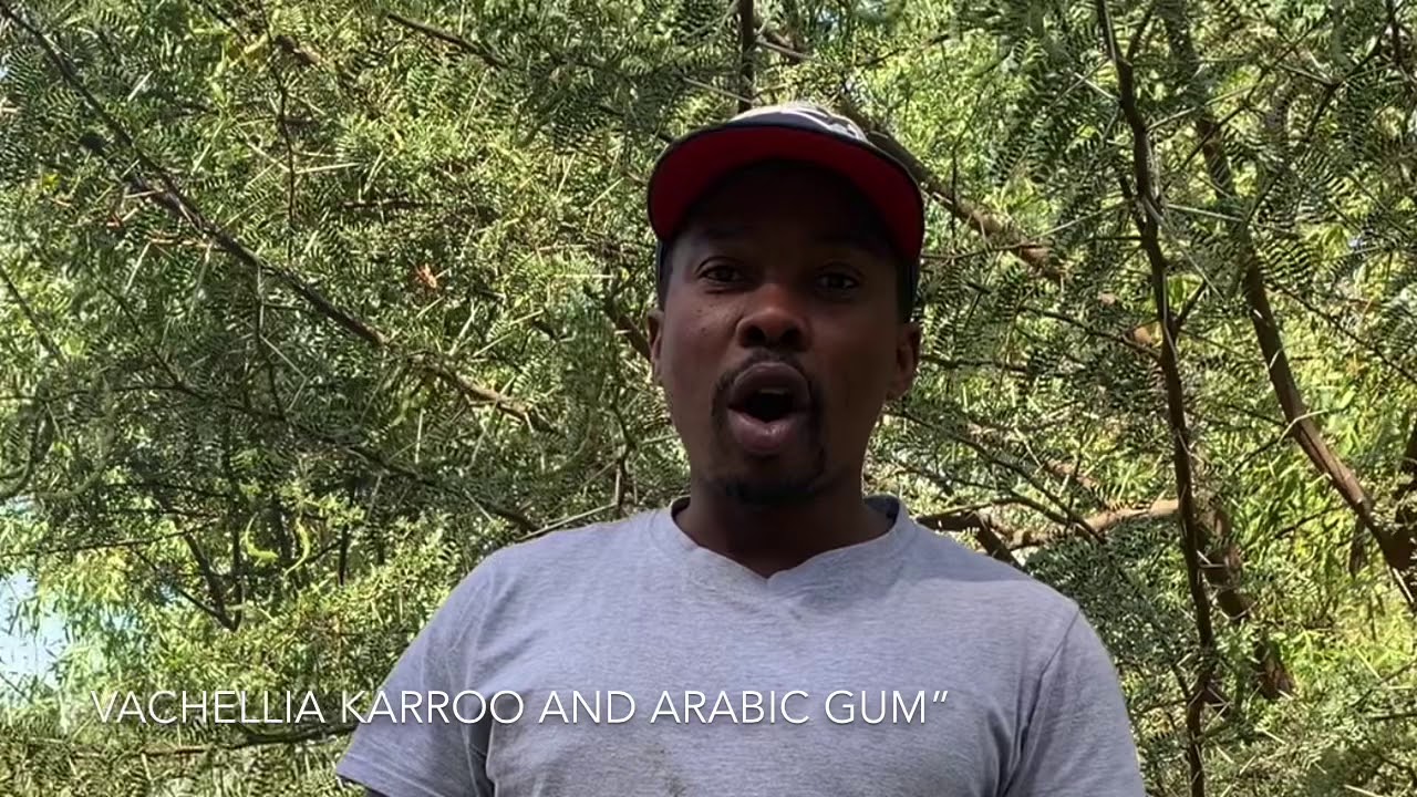 Acacia “Vachellia” karroo and Arabic Gum