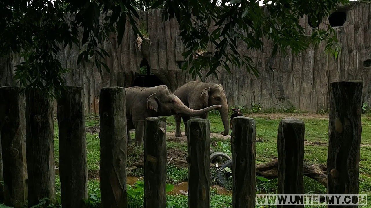 Malayan Tiger, Elephant and Orang Utan at Zoo negara 2020
