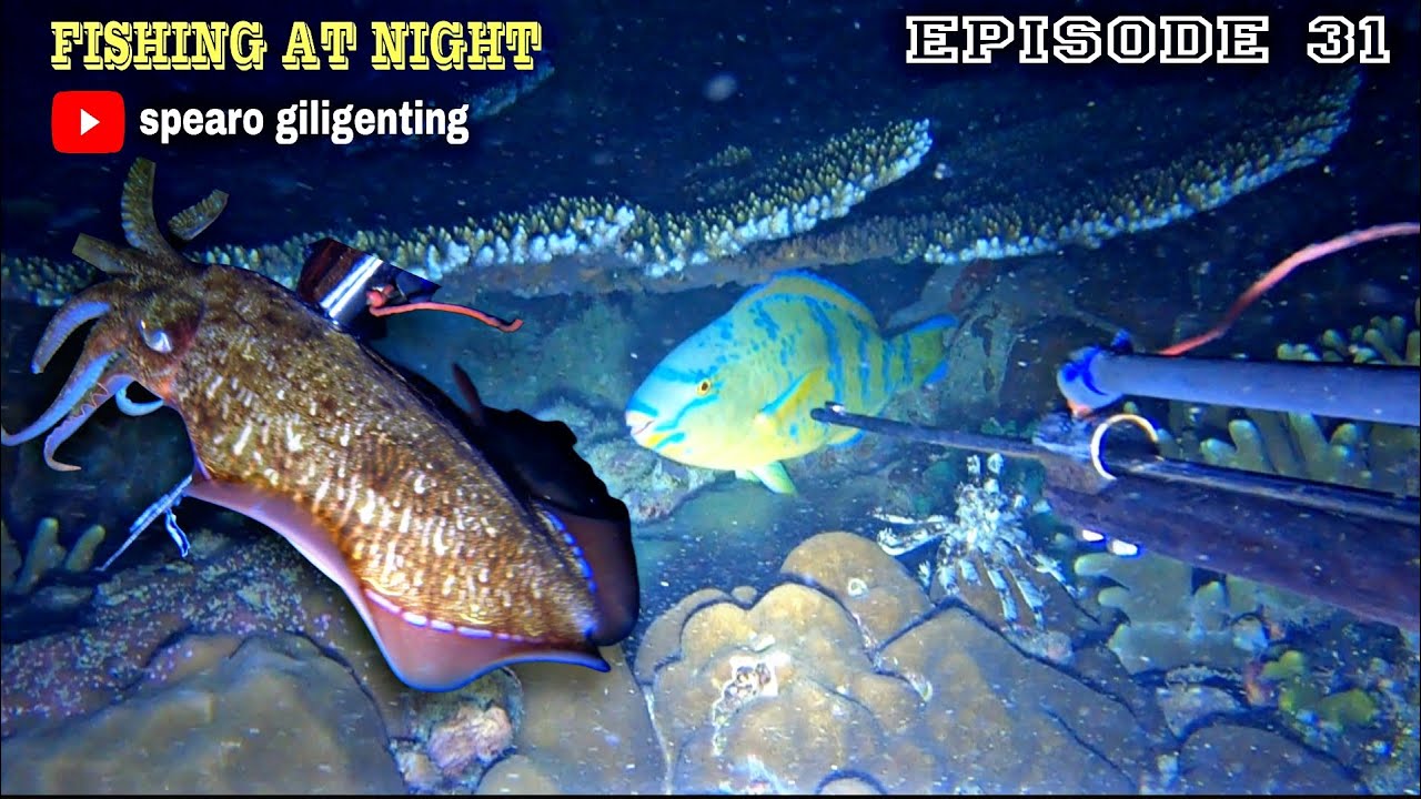 NIGHT SPEARFISHING EPISODE 31 || FISHING AT NIGHT
