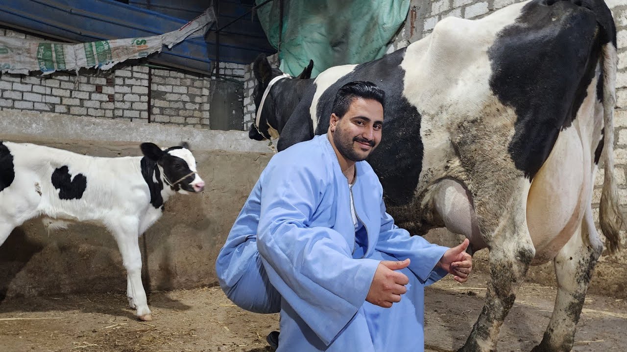 بقره واحده بزريبه بهايم أثقل بقره والده على مستوى الجمهورية بترول ⛽️ في قريه الشين عند المبدع