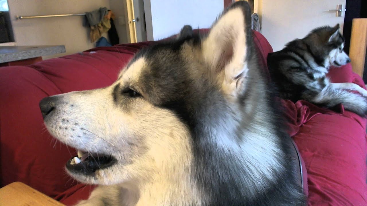 Alaskan Malamute Buck And Diesel Saying 