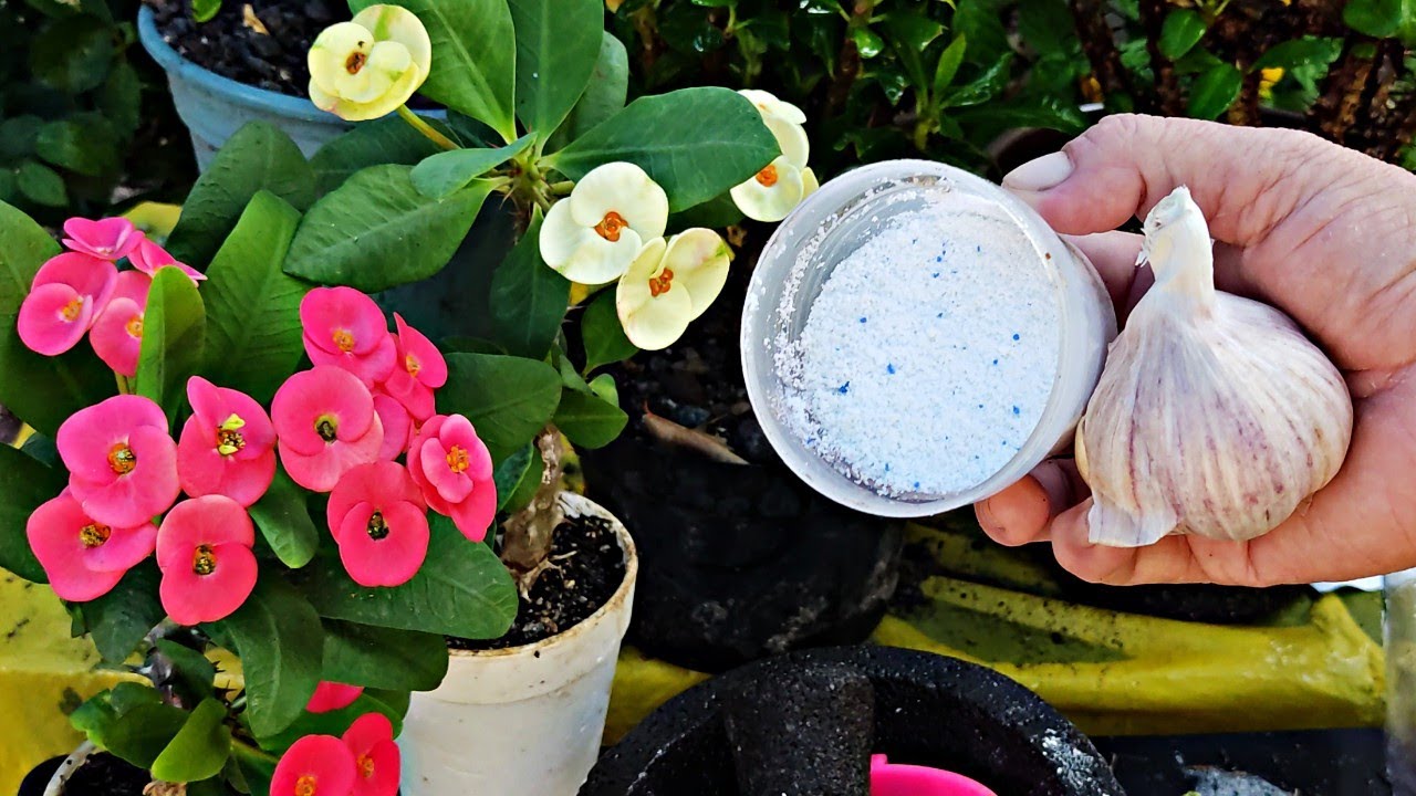 Como ELIMINAR cualquier PLAGA con INSECTICIDA casero para coronas de cristo y plantas con ajó