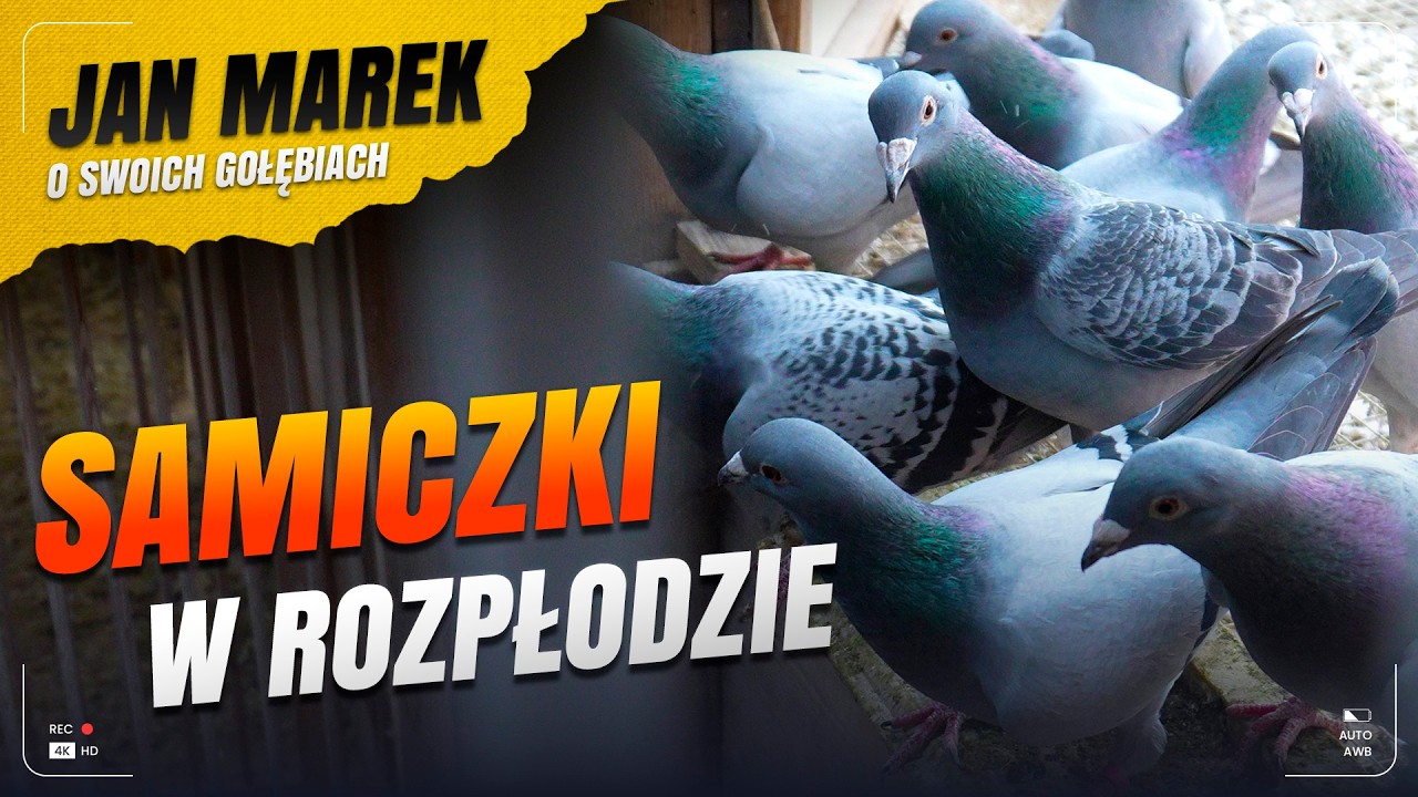 MOJE SAMICZKI W ROZPŁODZIE – LINIE, OSIĄGNIĘCIA I PLANY HODOWLANE NA NOWY SEZON #gołębie #hodowla