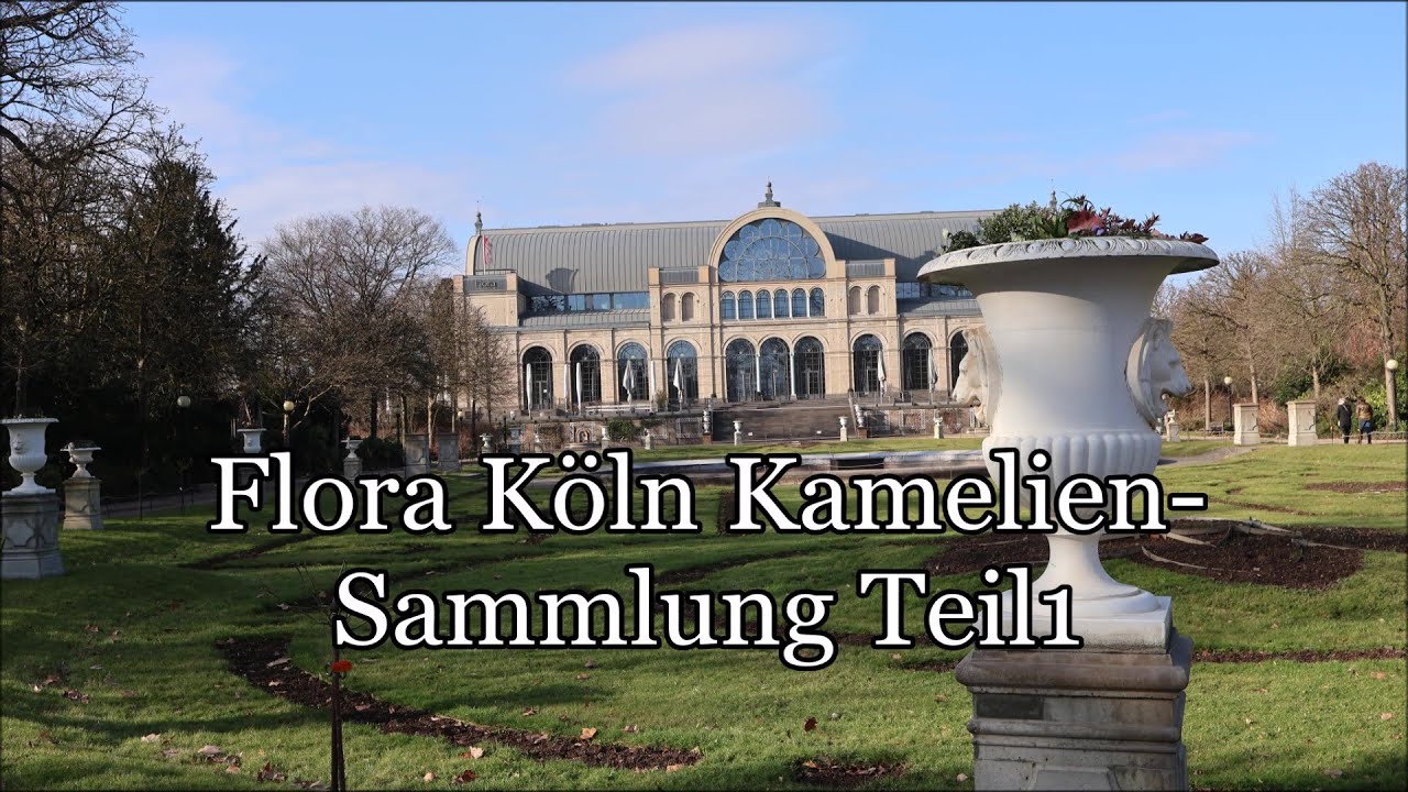 You Tube Kamelienausstellung Köln 2026 Teil 1