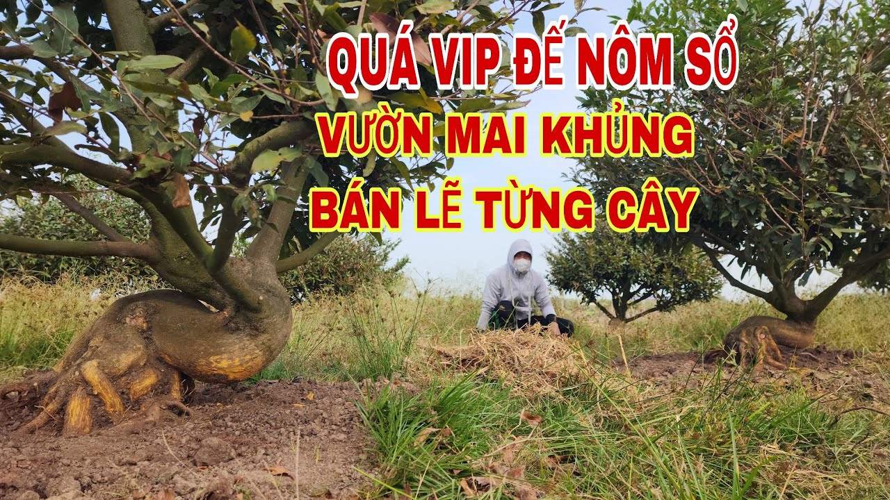 Cặp mai đế nôm sổ quá khủng vườn300 cây ☎0907813169
