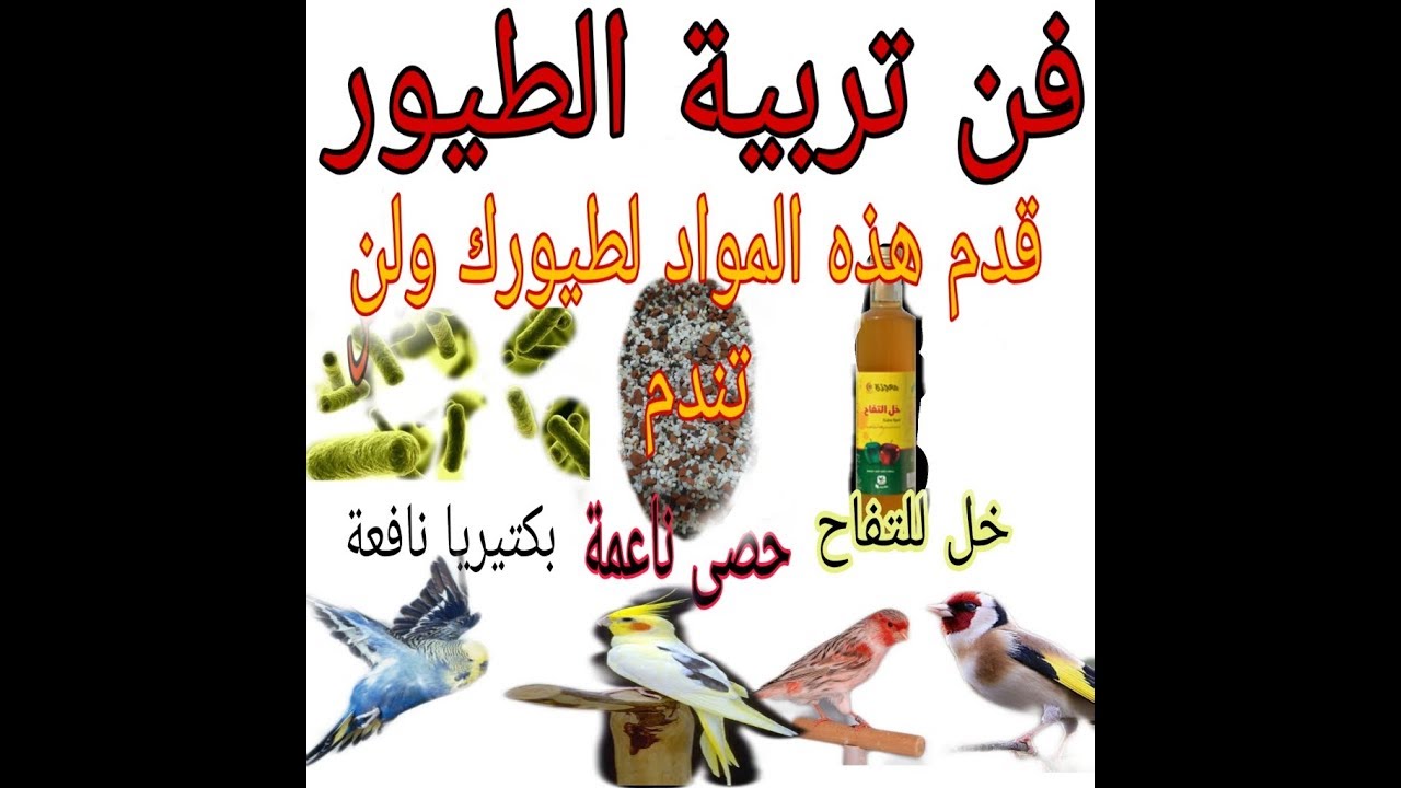 ثلاث اغذية قدمها لطيورك وتجنب 70% من الامراض